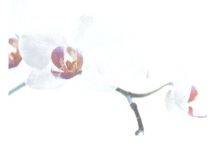 Symbole